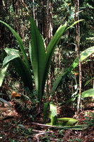 Johannesteijsmannia  altifrons  -  Bornéo