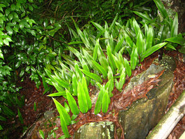 Pyrrosia lingua sur rocher - Taiwan