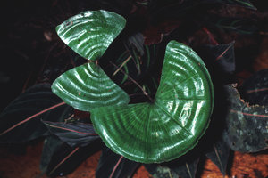 Schizaea elegans  -  Pérou