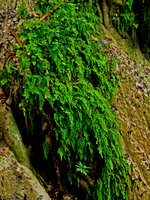 Adiantum capillus-veneris, Erawan - Thailande