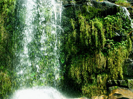 Doi Inthanon waterfall, vertical rocks covered by Pogonatherum paniceum, Thailand