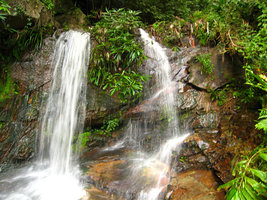 Ficus dans cascade - Doi Inthanon Thailande