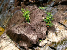 Ixora et Phyllanthus sur rochers Est Thailande