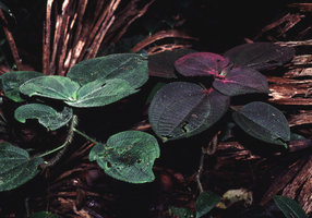 Clidemia sp -  Venezuela