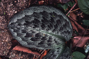 Kaempferia pulchra  -  Thailande