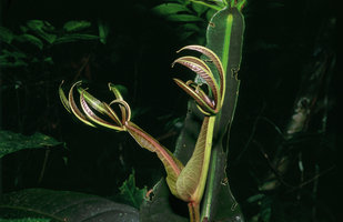 Teijsmanniodendron (= Vitex ) pteropodum - Bornéo