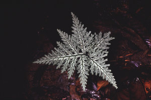 Selaginella radiata, silver refractive frond adaxial surface, French Guyana