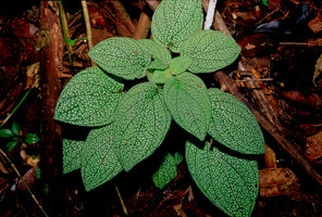 Sonerila sp, Assam - Inde