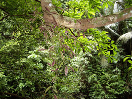 Aeschynanthus longicaulis - Khao Sok - Thailande