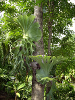 Platycerium superbum, Ang Thong - Thailande