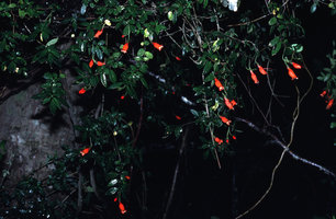 Sarmienta scandens, ensemble, au Chili