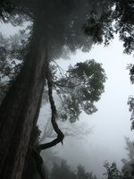 Trochodendron aralioides épiphyte sur Chamaecyparis formosensis de 2500 ans - Taïwan