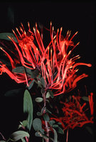 Embothrium coccineum, Villarica, Chili