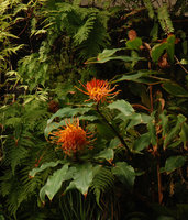Hedychium longicornutum en culture - Sumatra