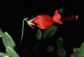 Sarmienta scandens, Temuco, Chili