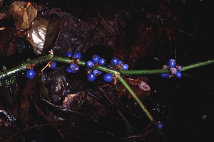 Clidemia septuplinervia  -  Guyane