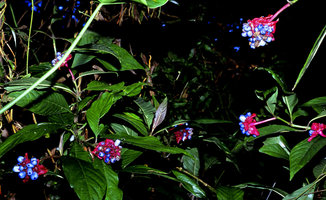 Psychotria apoda - Araripe, Brésil