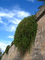 Câprier (capparis spinosa) à Palma de Majorque, Baléares