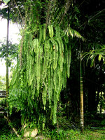 Goniophlebium subauriculatum, Khao Sok, Thailande