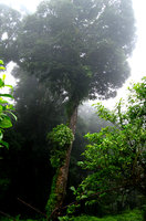 Hymenopogon parasiticus épiphyte - Doi Inthanon
