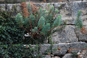 Euphorbia characias sur vieux mur, Majorque