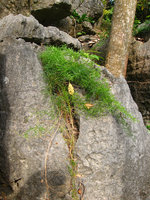 Asparagus dans fissure rocher, Baie d&#039;Along - Vietnam