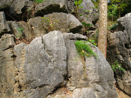 Asparagus dans fissure rocher, ensemble, Baie d&#039;Along - Vietnam
