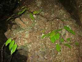Begonia boisiana, Baie d&#039;Along - Vietnam