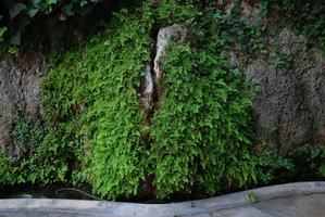 Fontaine à Adiantum capillus-veneris, Majorque
