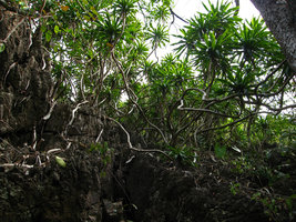 Dracaena cambodiana en forêt, Baie d&#039;Along