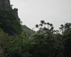 Dracaena cambodiana sur piton karstique, Baie d&#039;Along, Vietnam