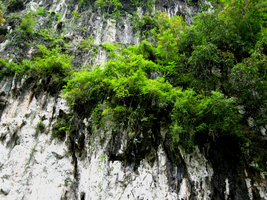 Falaise calcaire Détail - Khao Sok, Thailand