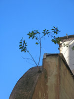 Nicotiana glauca sur vieux mur, Marseille