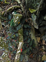 Ludisia discolor sur rocher, Baie d&#039;Along - Vietnam