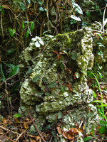 Ludisia discolor, biotope sur rocher calcaire, Baie d&#039;Along - Vietnam