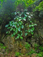 Epipremnum giganteum sur rocher, Doi Chiang Dao - Thailande