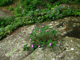 Impatiens - Doi Suthep