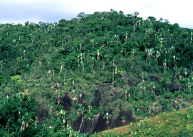 Ravenala grandis, côte Est Madagascar