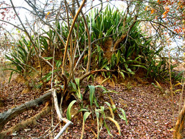 Sansevieria liberica sur talus au Mali