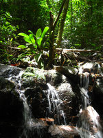 Aglaonema nitidum, Khao Sok NP - Thailande