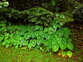 Colocasia, Elatostema et Alocasia -Taiwan