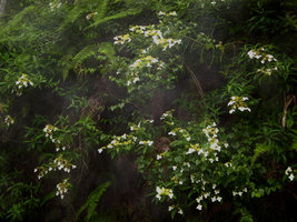 Hydrangea sp - Taïwan