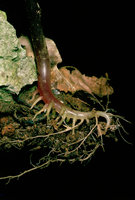 Impatiens cardiophylla, germination sur falaise calcaire, Khao Sam Roi Yot, Thailand