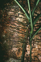  Cercestis (syn. Rhektophyllum) camerunense, racines horizontales fixatrices et racine nourricière verticale, Campo, Cameroun