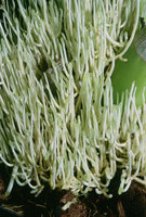 Orchidée épiphyte, racines poussant vers le haut, Thailande