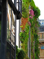 Rue d&#039;Alsace Mur végétal et reflets, Sept 2010