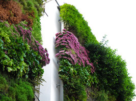 Rue d\&#039;Alsace, Sedum etc, Septembre 2010