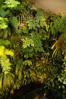 Mur Végétal chez Patrick Blanc, Février 2012