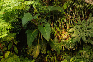 Philodendron melinonii chez Patrick Blanc, Février 2012