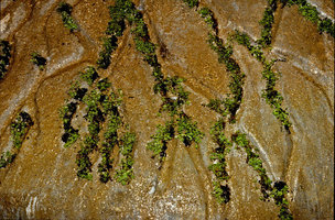 Rocher suintant, détail, Albi